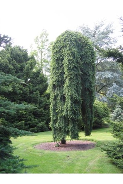 Ель перевернута Inversa