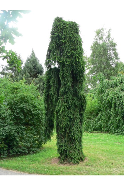 Хвойное дерево с плакучей формой кроны