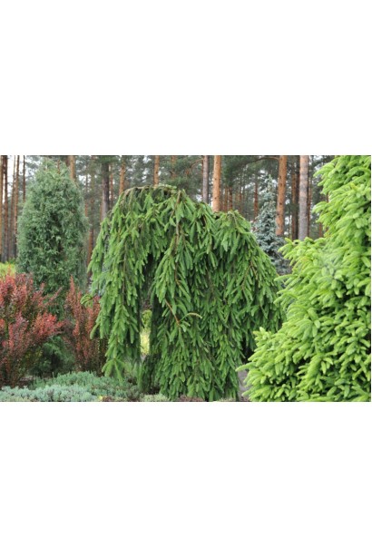 Ель с повислой кроной Инверса