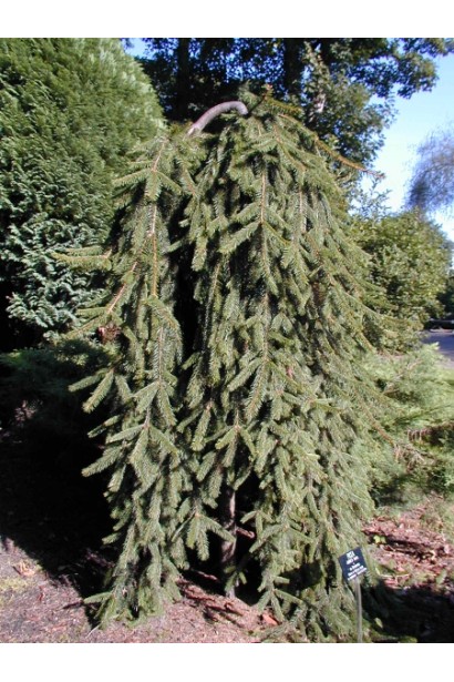 Picea abies pendula Inversa
