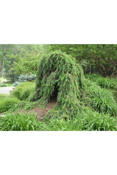 Ель европейская Инверса ландшафтный дизайн