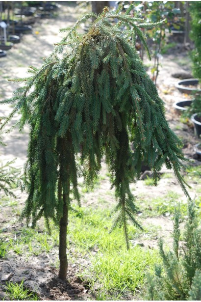 Ель перевернута плакучая Инверса