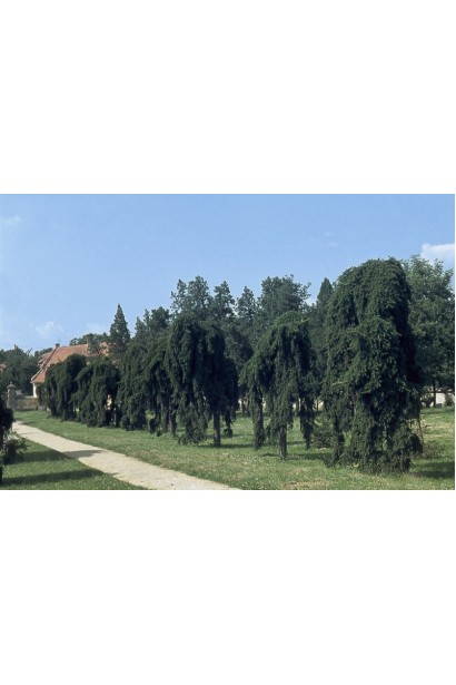 Ель обыкновенная плакучая Инверса (перевернутая)