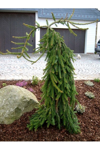 Ель европейская Инверса