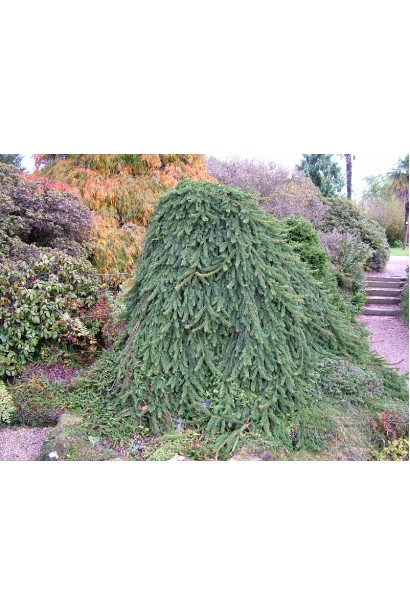 Ель обыкновенная Инверса ветви ложатся шлейфом на землю