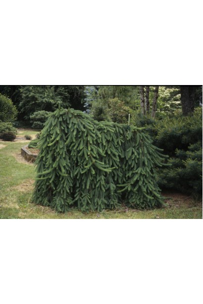 Ель европейская Инверса в ландшафте парка