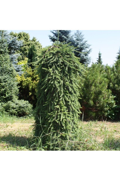 Ель обыкновенная плакучая Инверса