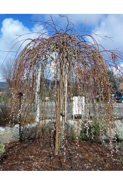 Верба козячa Kilmarnock штамб