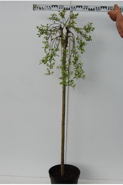 Верба Кілмарнок на штамбі діаметр крони 40-50 см