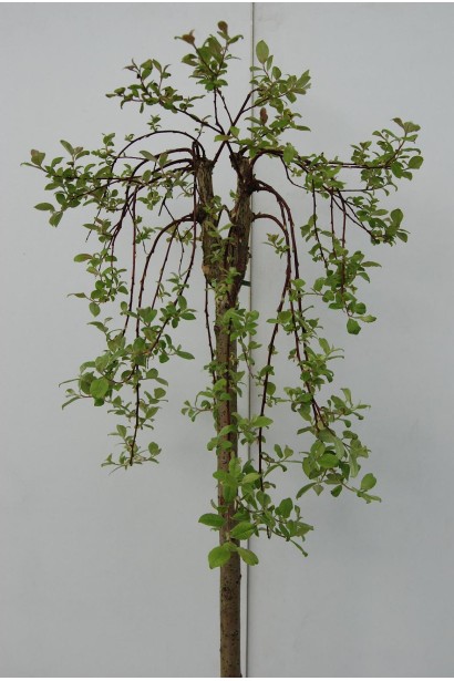 Верба  Кілмарнок щеплена на штмаб