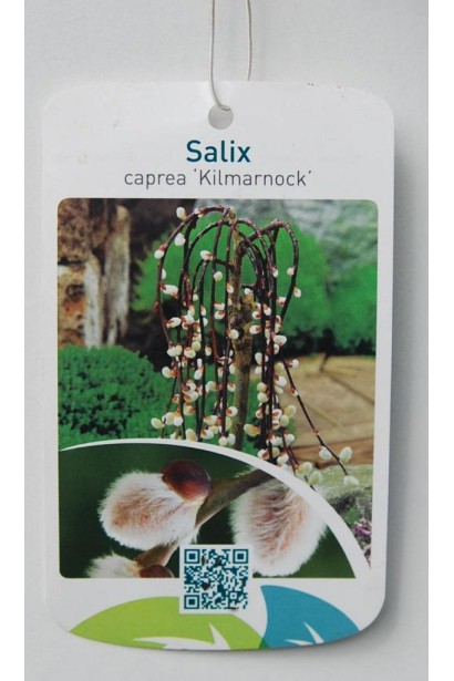Salix caprea Kilmarnock on shtambe