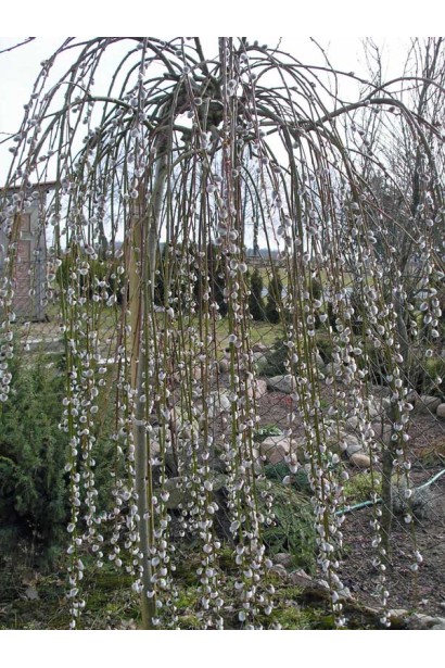 Верба  Кілмарнок на штамбі в період цвітіння
