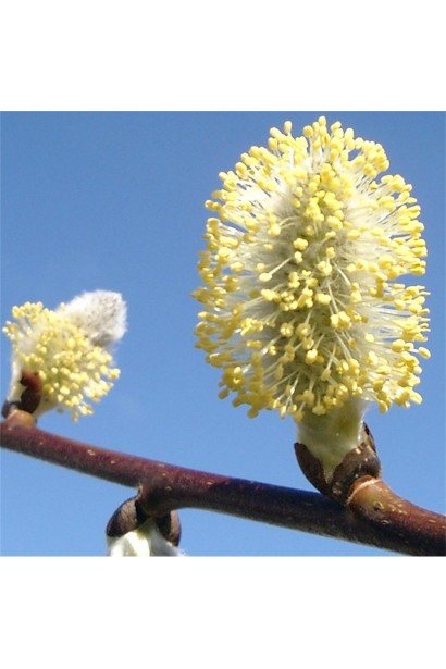 Цвітіння верби Кілмарнок котиками