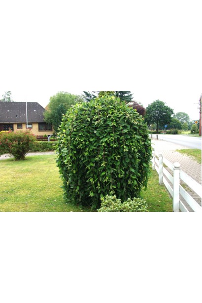 Верба козяча Кілмарнок штамбова форма в ландшафті