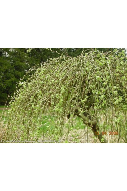 Salix caprea Kilmarnock (рendula) on shtambe