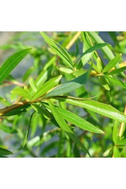 Верба козяча Кілмарнок яскраво-зелене молоде листя