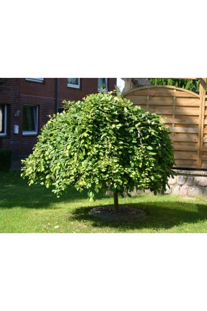 Верба козяча Кілмарнок (плакуча) на штамбі