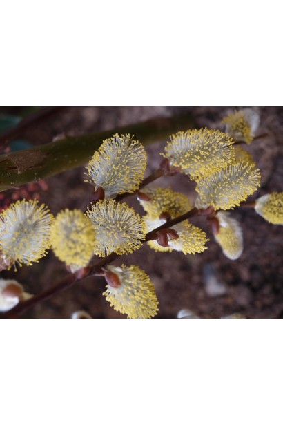 Верба козяча Кілмарнок сіро-золотисті сережки