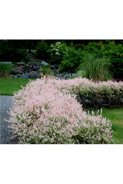 Ива цельнолистая Хакуро-Нишики в бордюрной посадке