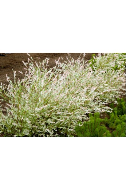 Ива цельнолистная японская Хакуро-Нишики | Верба цільнолиста японська Хакуро-Нішикі | Salix integra Hakuro-Nishiki