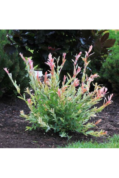 Молодые розовые листья ивы Хакуро Нишики