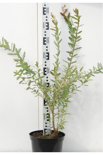 Ива цельнолистная японская Хакуро-Нишики | Верба цільнолиста японська Хакуро-Нішикі | Salix integra Hakuro-Nishiki