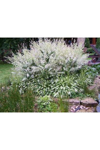 Ива японская Хакуро-Нишики в ландшафте у водоема