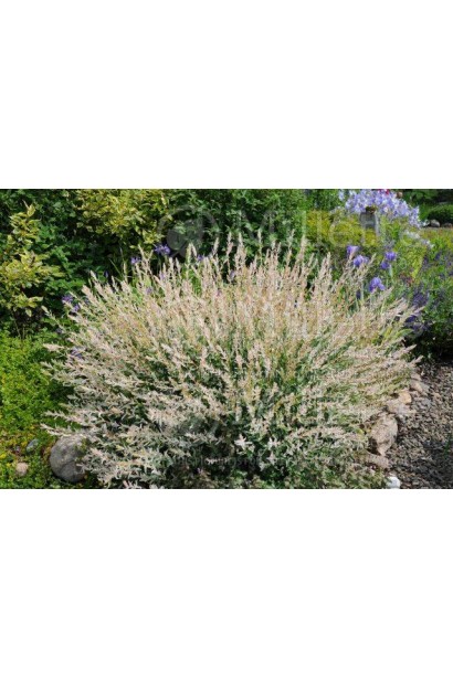 Ива японская Хакуро-Нишики бело-зеленые листья