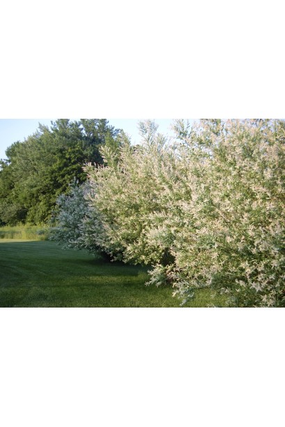 Salix integra Hakuro-Nishiki