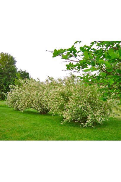 Ива цельнолистная японская Хакуро-Нишики | Верба цільнолиста японська Хакуро-Нішикі | Salix integra Hakuro-Nishiki