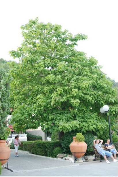 Доросле дерево катальпи звичайної в ландшафті міста