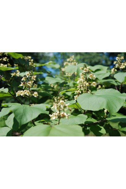 Цвітіння катальпи бігнонієвидної