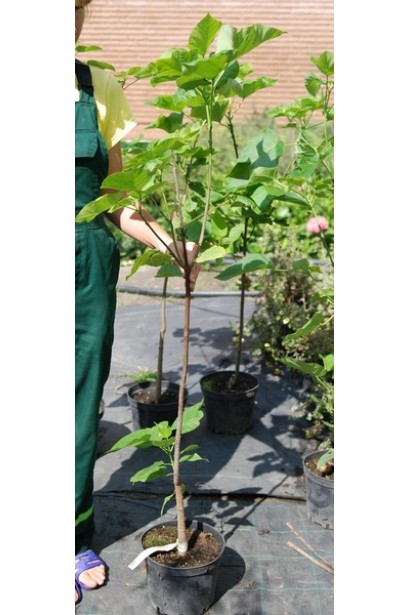 Катальпа бігнонієвидна саджанець в контейнері 