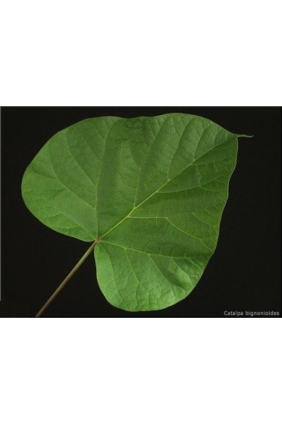 Катальпа бігнонієвидна серцеподібне листя