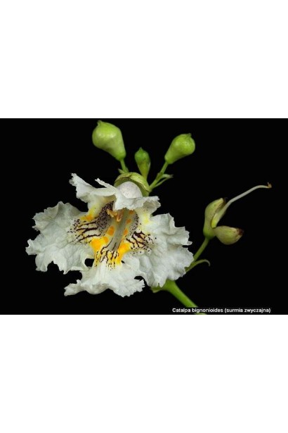 Катальпа бігнонієвидна біла з квітка з жовтими смужками та коричневими плямами всередині