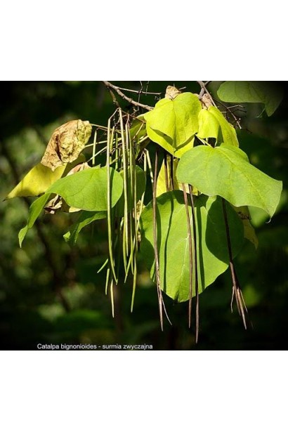 Катальпа бігнонієвидна плоди -довгі стручкоподібні коробочки