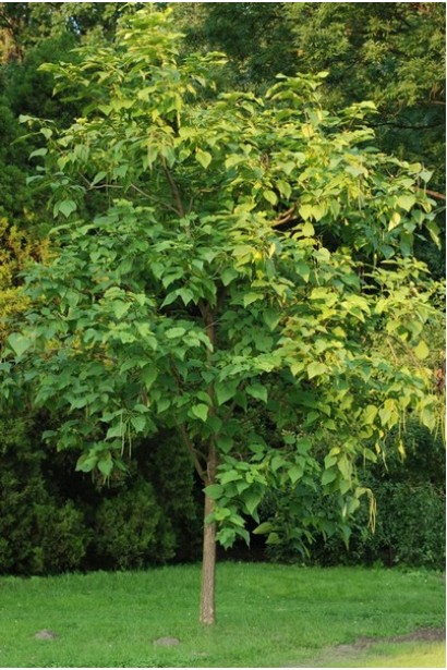 Катальпа бігнонієвидна / бузколиста