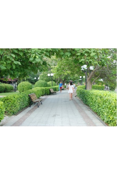 Катальпа бузколиста в парковій зоні