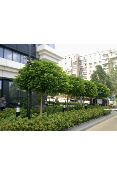 Катальпа бігнонієвидна Нана рядова посадка в ландшафті міста