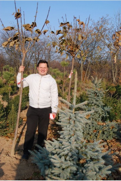 Індіанське бобове дерево 