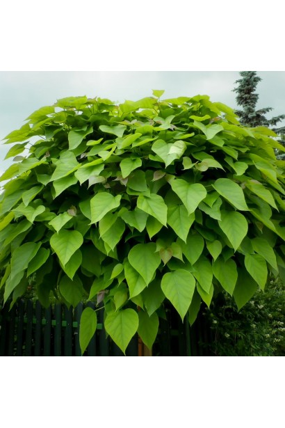 Серцеподібне світло-зелене листя катальпи Нана