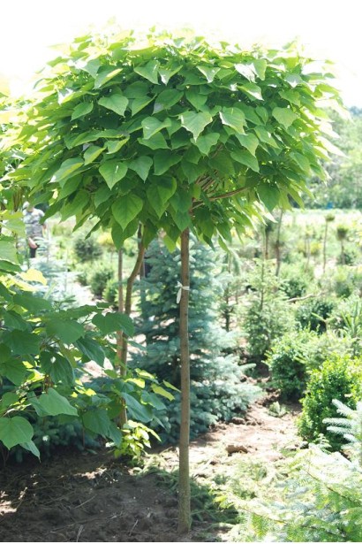 Катальпа звичайна Нана