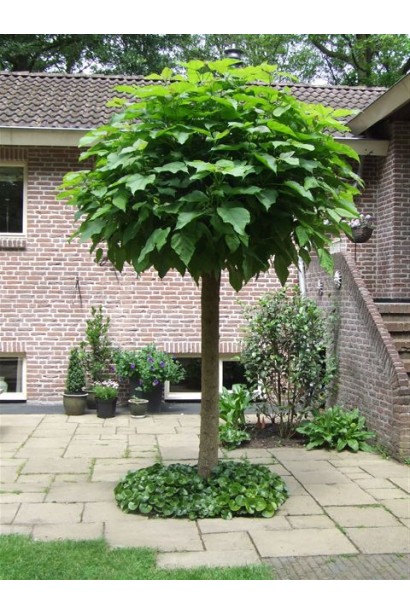 Індіанське бобове дерево