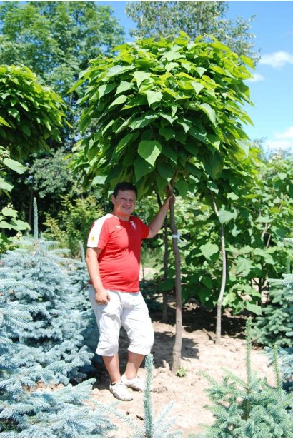 Сигарне дерево