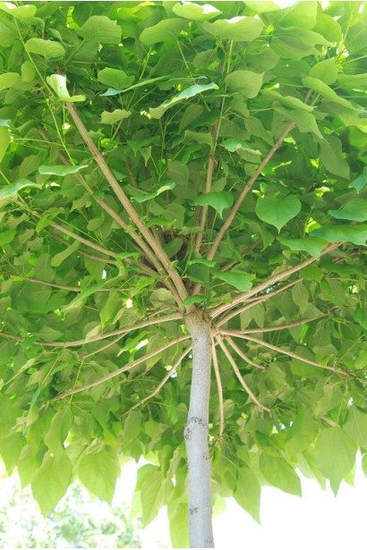 Катальпа Нана кора дерева