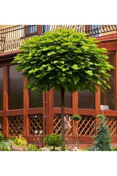 Катальпа Нана на штамбі в ландшафті