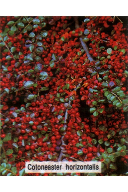 Cotoneaster horizontalis