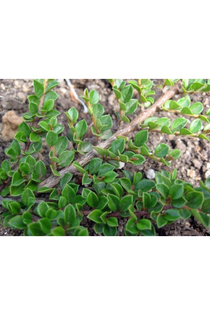 Кизильник горизонтальний на штамбі листя