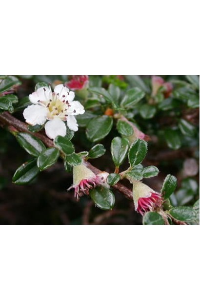 Кизильник горизонтальний на штамбі цвітіння