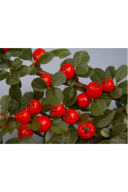 Кизильник горизонтальний на штамбі  ягоди